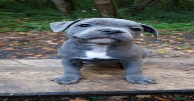 Staffordshire Bull Terrier dogs - Advert 4