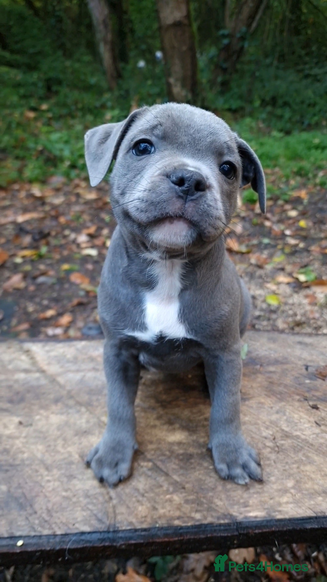 Staffordshire Bull Terrier dogs for sale: Ready Soon, KC reg, Full Vacs, BVA Eye tested 🐾 - Advert 1