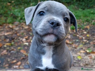 Staffordshire Bull Terrier dogs - Advert 4