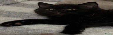 BLACK MALE