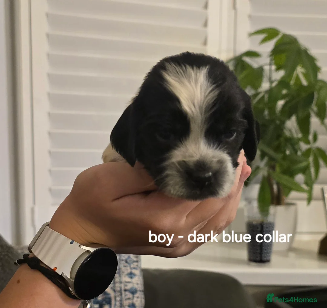 Sprocker dogs for sale: Sprocker spaniel pups - Advert 1