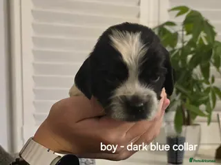 Sprocker dogs Sprocker spaniel pups - Advert 1