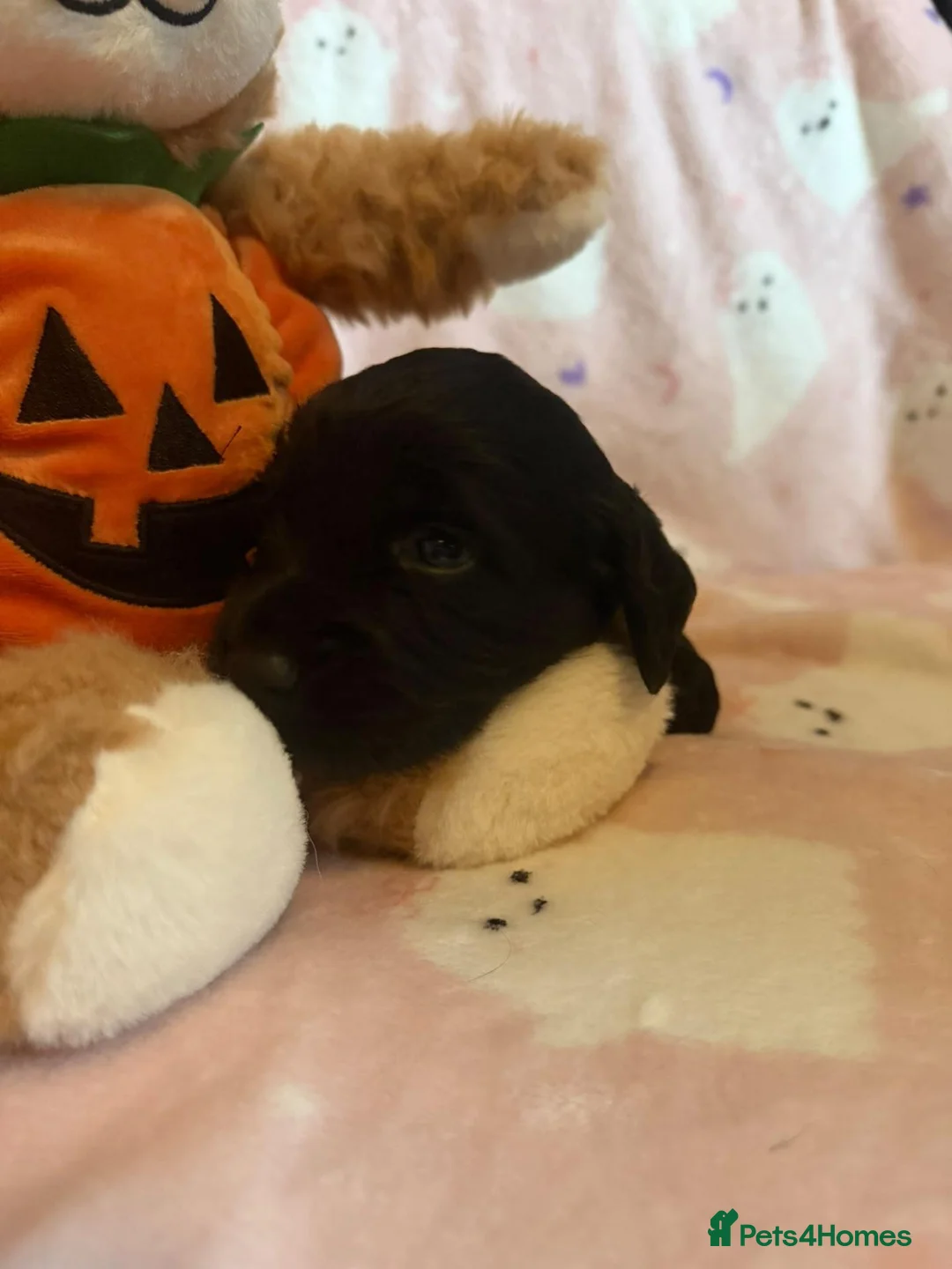 Cocker Spaniel dogs for sale: COCKER SPANIELS 2 Boys 1 Girl SCARBOROUGH  - Advert 40