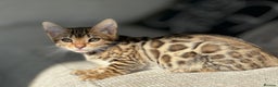 Bengal cats for sale: 🌟 READY 28 JAN - EXCEPTIONAL BENGAL KITTENS 🌟 - Advert 8