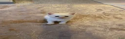 Mixed Breed cats for sale: Beautiful Mixed Breed Kittens - Advert 8