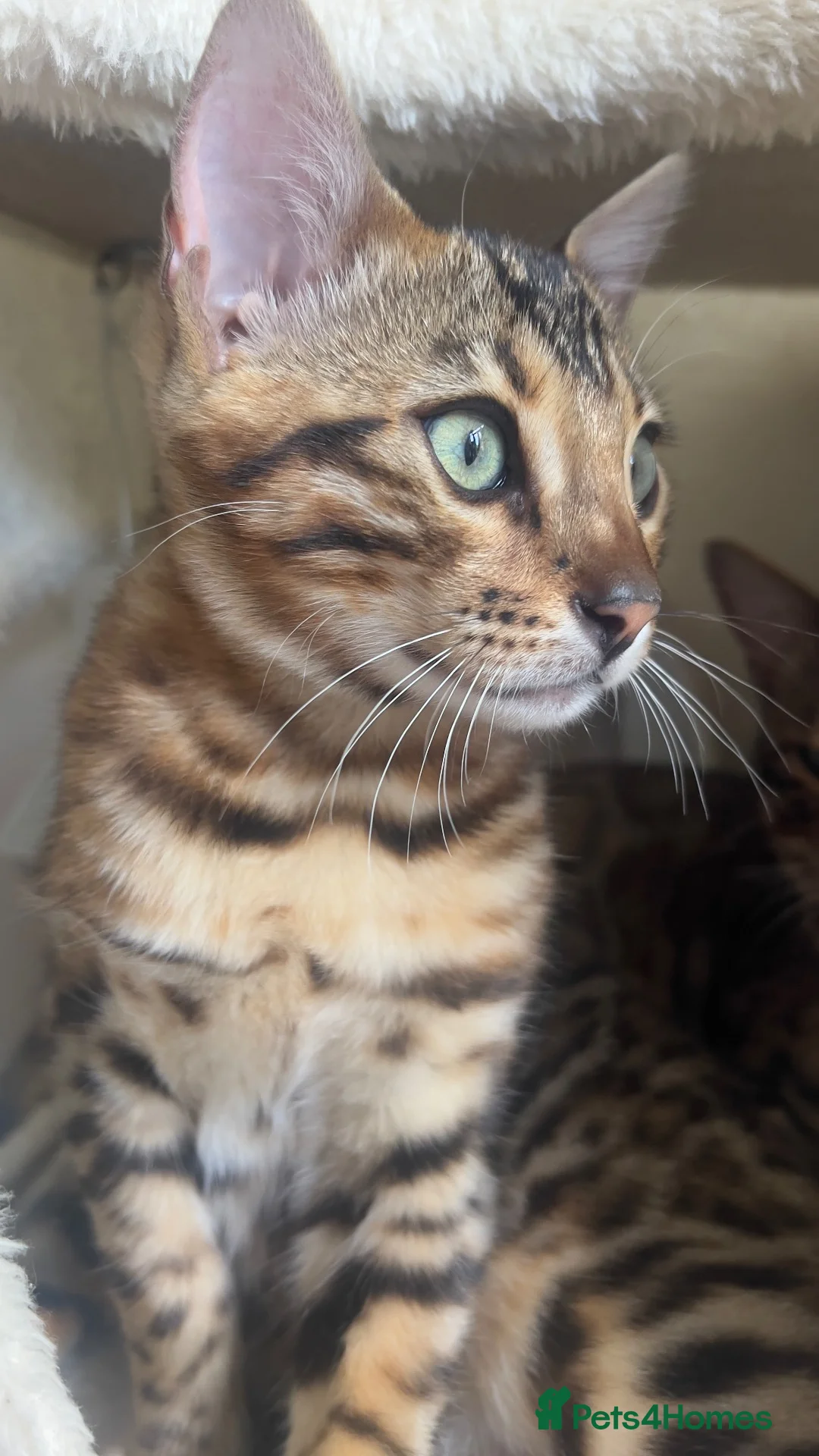 Bengal cats for sale: TICA Registered Bengal Kitten - Stunning Rosettes - Advert 27
