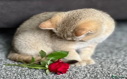 British Shorthair cats for sale: Stunning British shorthair NY 12 kittens - Image 26