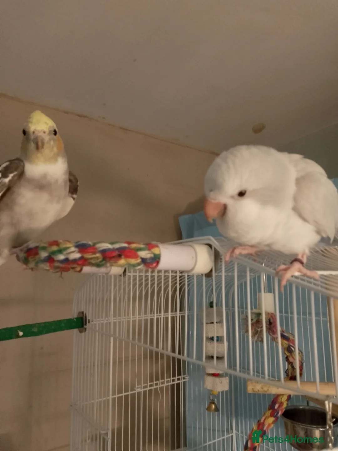 Parrots birds for sale: Quaker Parrot  - Advert 10