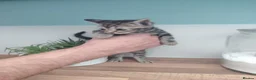 Mixed Breed cats for sale: Beautiful, sweet tempered kittens in Hailsham - Advert 27