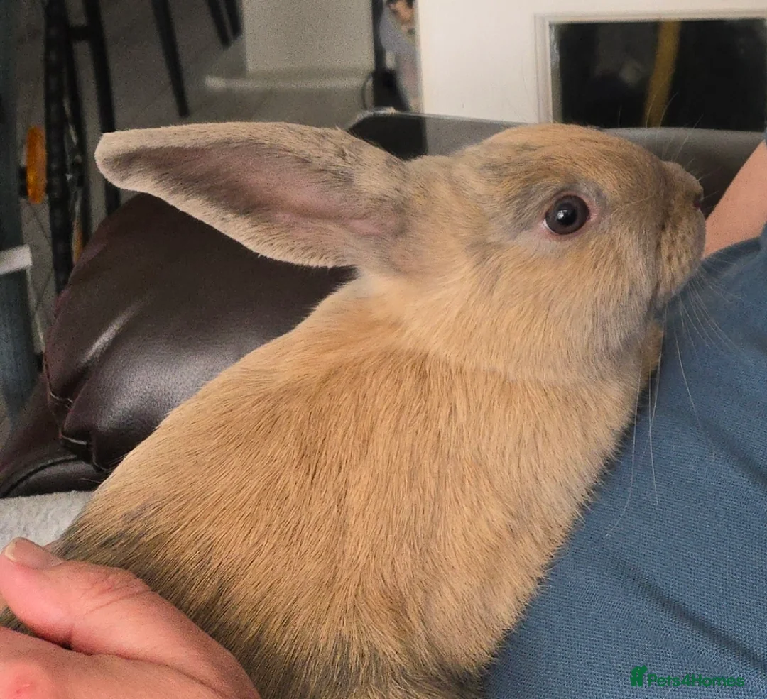 Mixed Breed rabbits for sale: Two rabbits to rehome in Harlow - Advert 1
