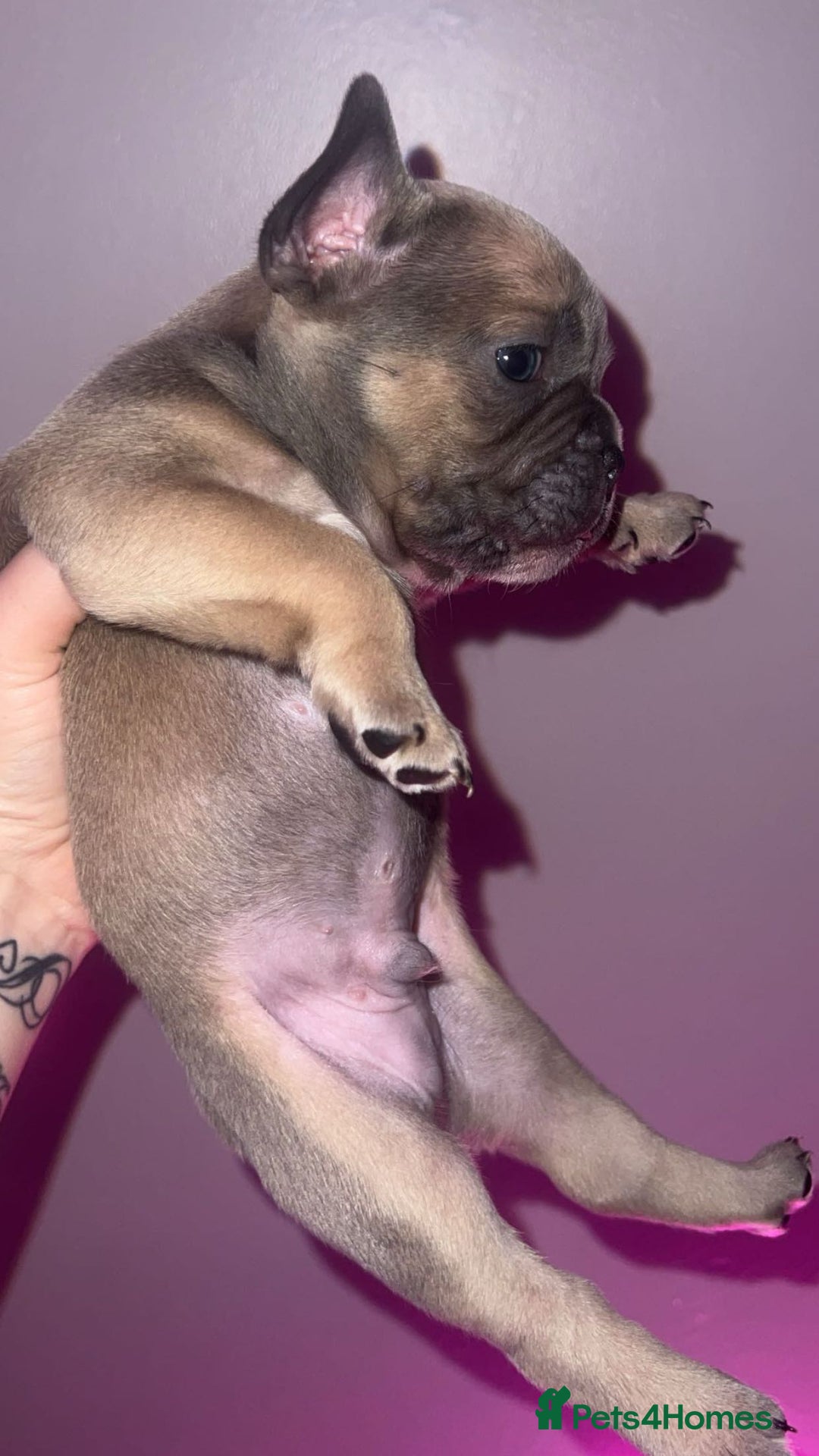French Bulldog dogs for sale: French Bulldog Puppies  - Image 27
