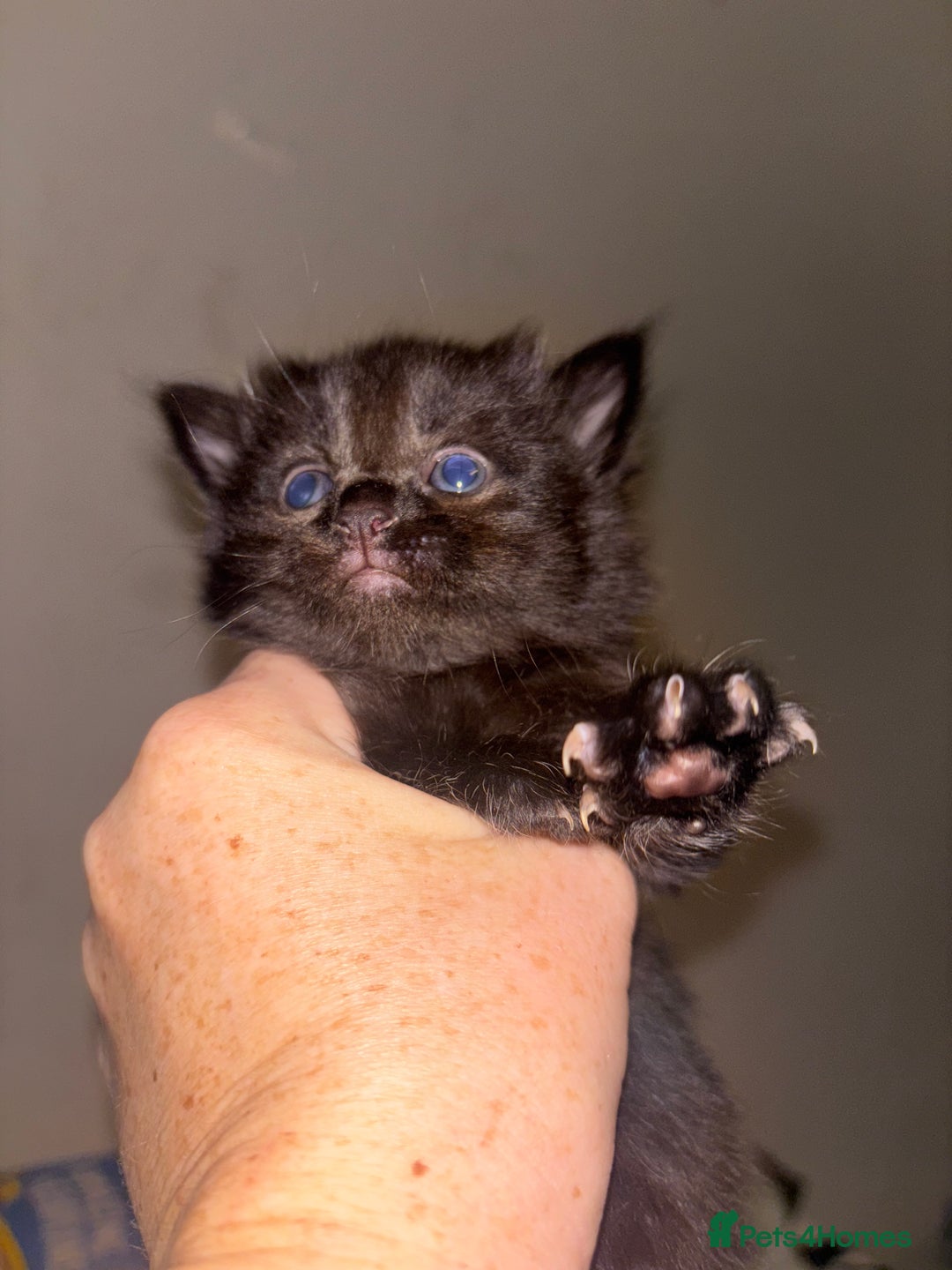 Mixed Breed cats for sale: Kittens for sale - Advert 2