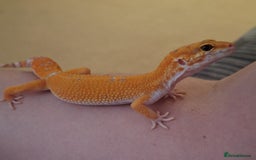 Leopard Gecko reptiles for sale: Leopard gecko with full setup for sale  - Image 2