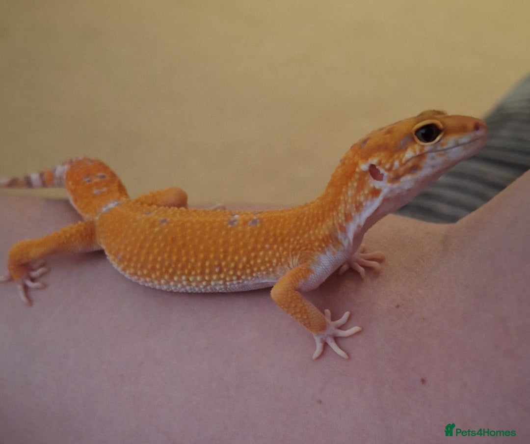 Leopard Gecko reptiles for sale: Leopard gecko with full setup for sale  - Image 2