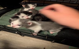 British Shorthair cats for sale: Mixed British Short hair kitten  - Image 3