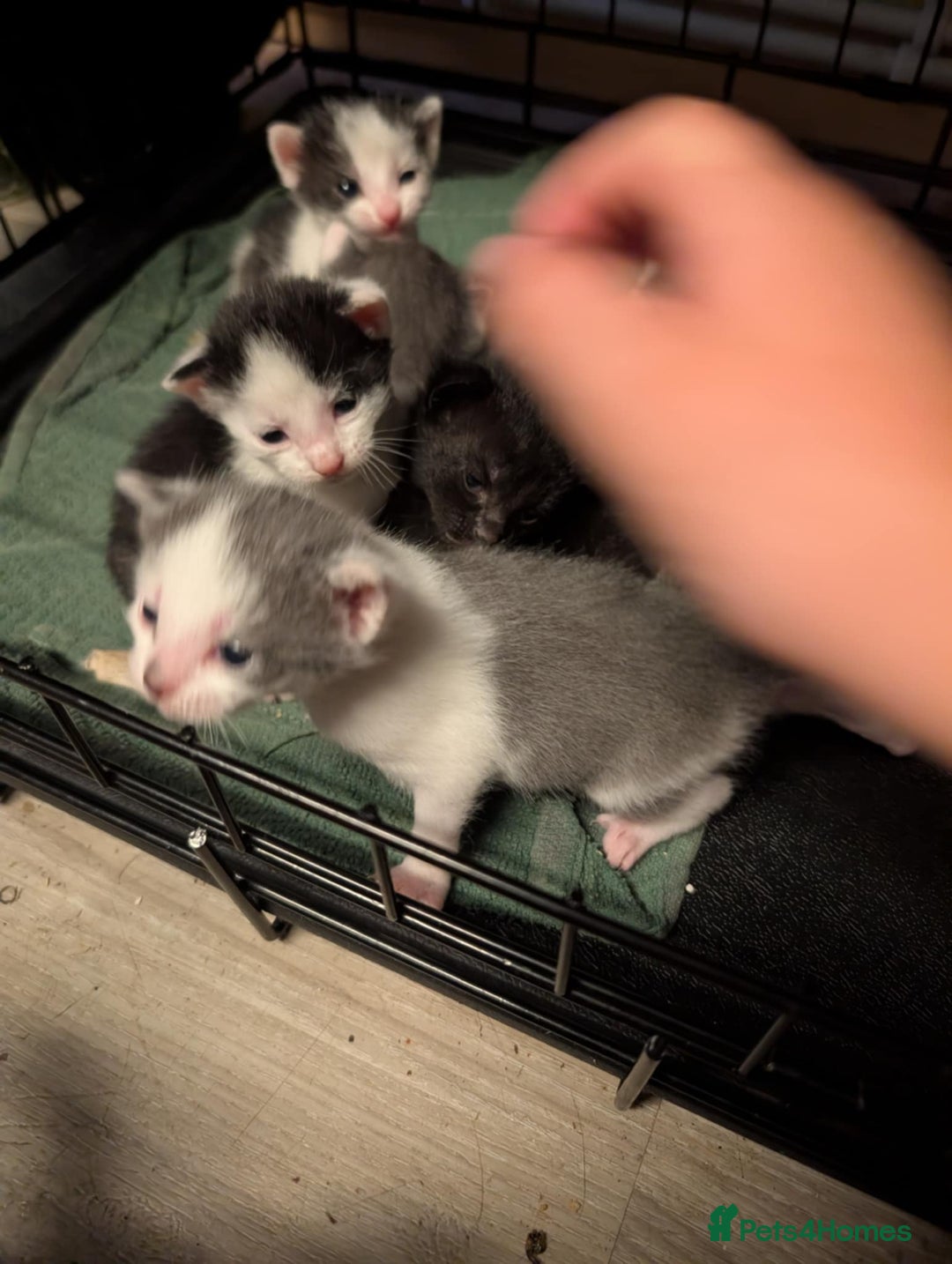 British Shorthair cats for sale: Mixed British Short hair kitten  - Image 3