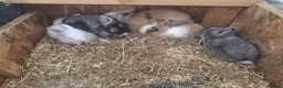 Lionhead rabbits for sale: Lionhead  - Advert 5