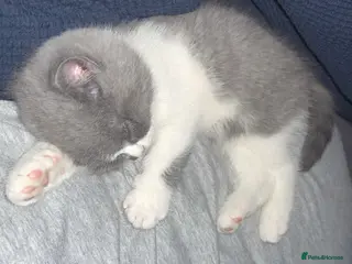 British Shorthair cats GGCF REGISTERED stunning blue bi colour male 🩵 - Advert 16