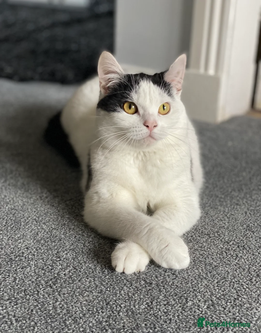 Mixed Breed cats for sale: ‘Bertie’ Indoor Female Cat for Sale - Advert 8