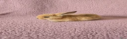 Mini Lop rabbits for sale: Mini lop rabbits.  - Advert 5