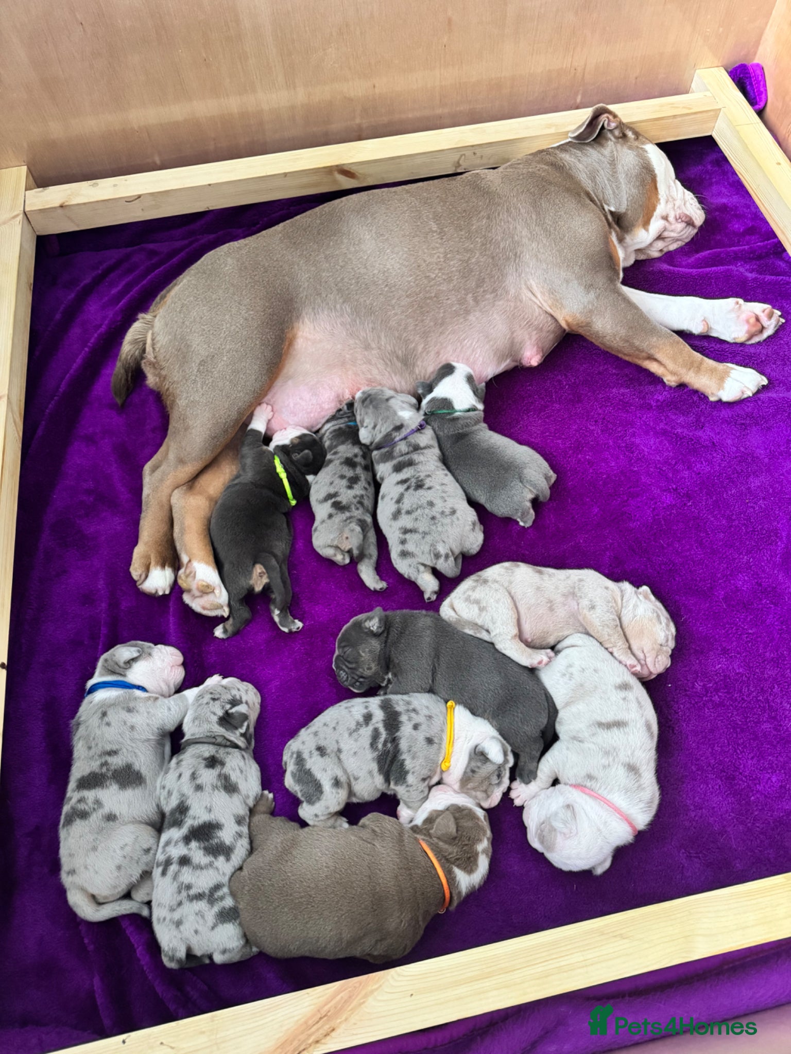 Old Tyme Bulldog dogs Stunning litter of 11  - Advert 1