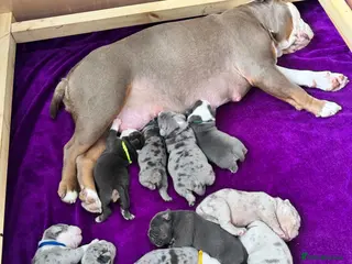 Old Tyme Bulldog dogs Stunning litter of 11 - Advert 1