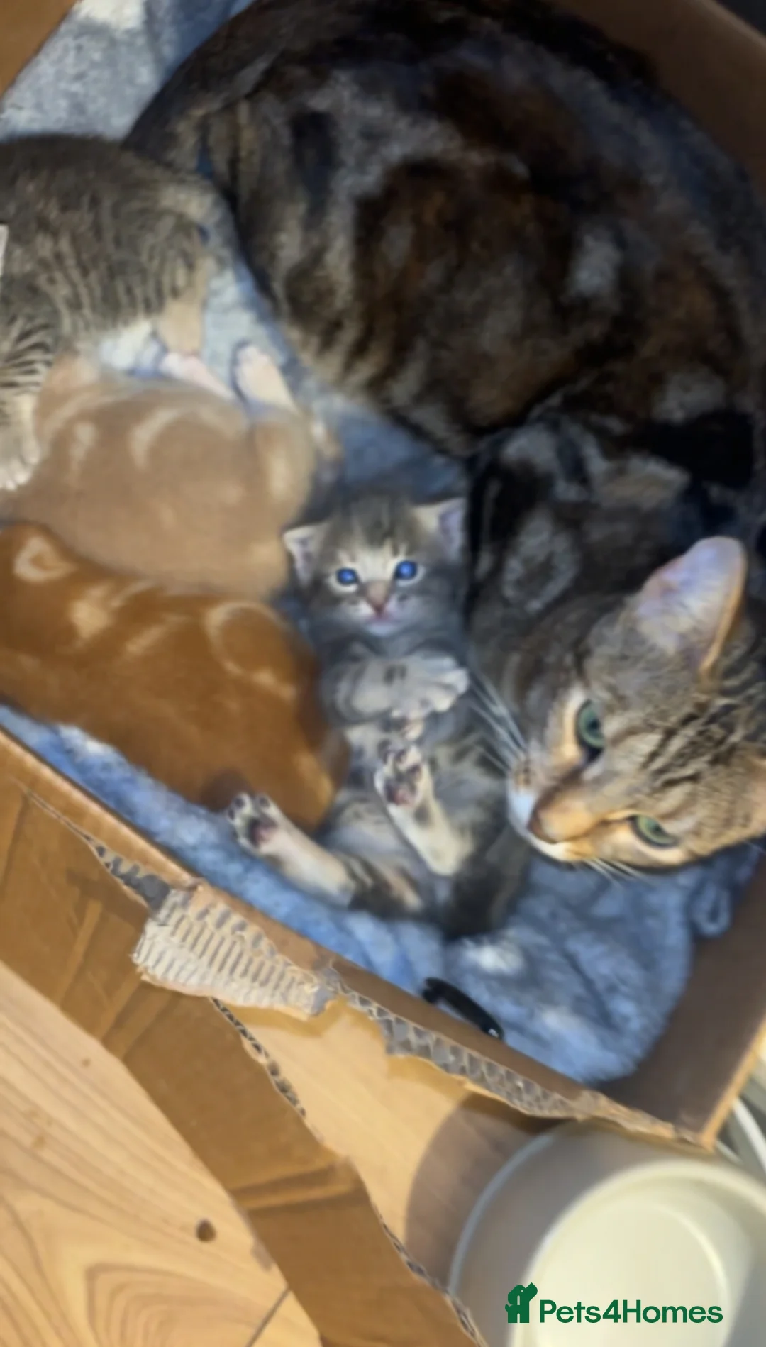 Mixed Breed cats for sale: 2 beautiful mixed tabby kittens available  - Advert 2