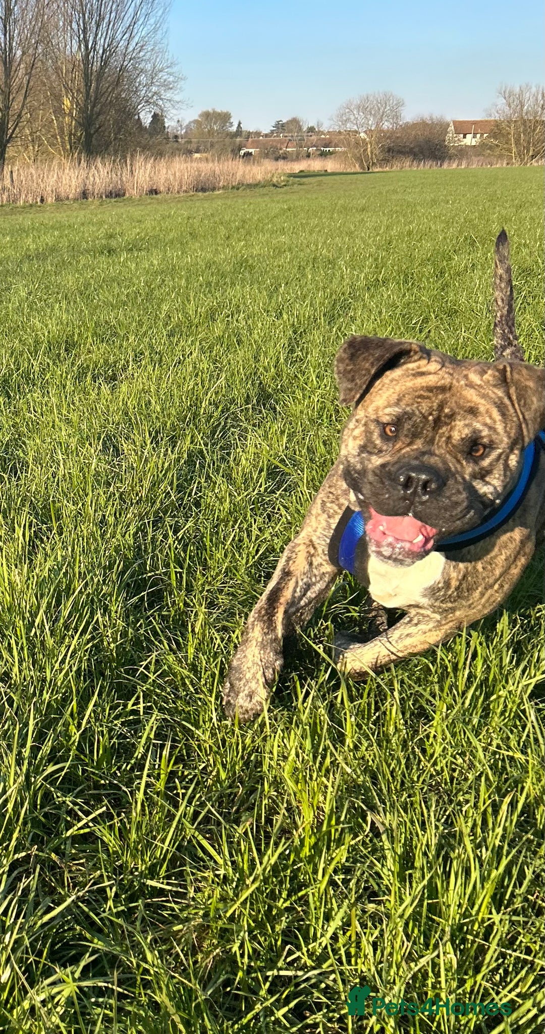 Mastiff dogs for stud: Mastiff for stud  - Image 8
