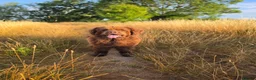 Newfoundland dogs for stud: Brown kc registered newfoundland  in Alcester - Advert 10