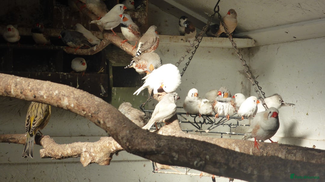 Finches birds for sale: Zebra finches - Image 1