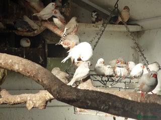 Finches birds - Advert 2