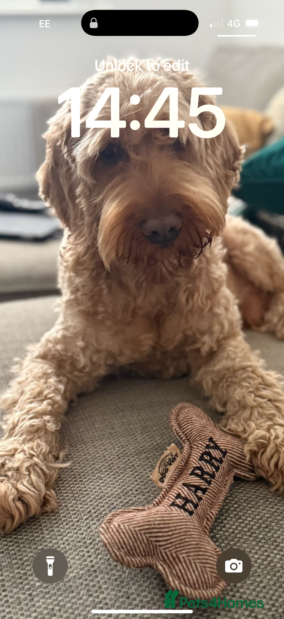 Cockapoo dogs Cockapoo Stud Dog (PROVEN) in Maidstone - Advert 2