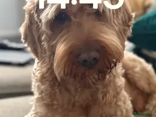 Cockapoo dogs Cockapoo Stud Dog (PROVEN) in Maidstone - Advert 2