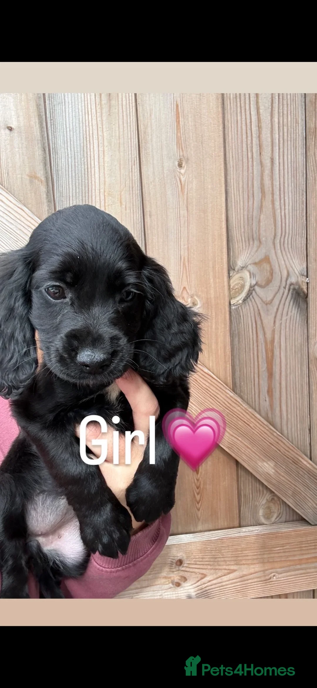 Cocker Spaniel dogs for sale: Cocker spaniel  in Birmingham - Advert 7