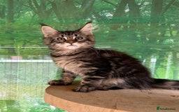 Maine Coon cats for sale: WE MAY SELL AS ACTIVE READY TO LEAVE  in Brighouse - Image 21