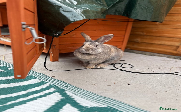 Mixed Breed rabbits - Advert 1
