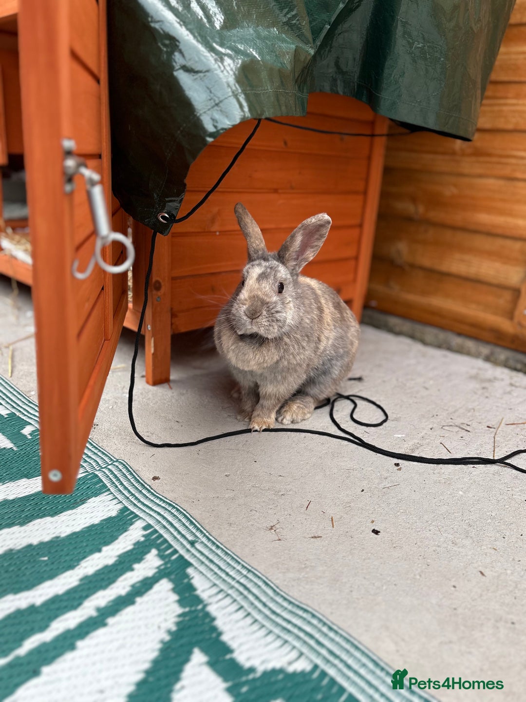 Mixed Breed rabbits for sale: Rabbit for sale - Image 1