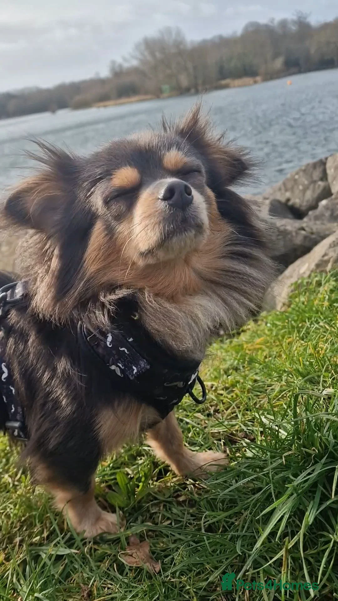Chihuahua dogs for stud: Woody in Daventry - Advert 2