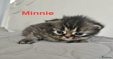 Persian cats - Advert 11