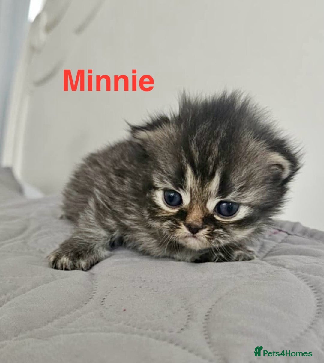 Persian cats for sale: Gorgeous litter of 6 PKD Negative Persian kittens - Image 3