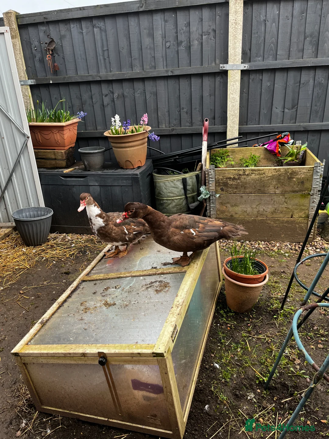 Ducks poultry for sale: Pair of Muscovy ducks female point of lay POL in Mansfield - Advert 4