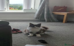 Maine Coon cats for sale: GCCF Maine Coon Cat for Sale – Loving Lap Cat - Image 12