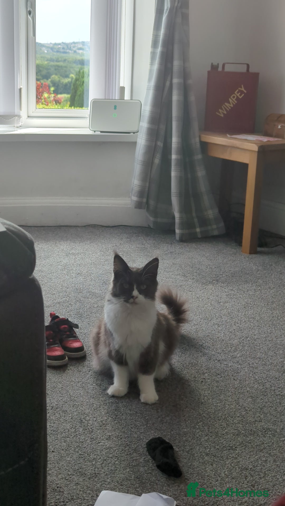 Maine Coon cats for sale: GCCF Maine Coon Cat for Sale – Loving Lap Cat - Image 12