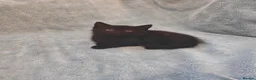 Mixed Breed cats for sale: Beautiful Kittens VIDEOS - Advert 7