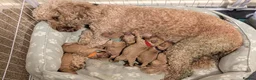 Cockapoo dogs for sale: Cockapoo Puppies - Advert 9