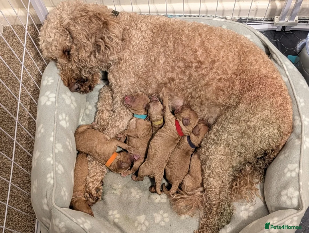 Cockapoo dogs for sale: Cockapoo Puppies - Advert 9