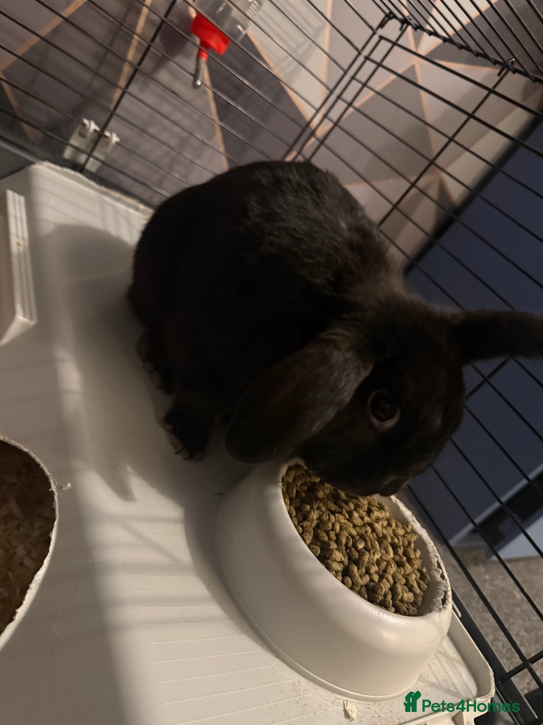 English rabbits for sale: Bugsy - Advert 6