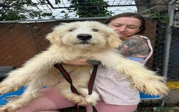 Mixed Breed dogs for adoption: Poppy - Norwich Norfolk  - Image 17