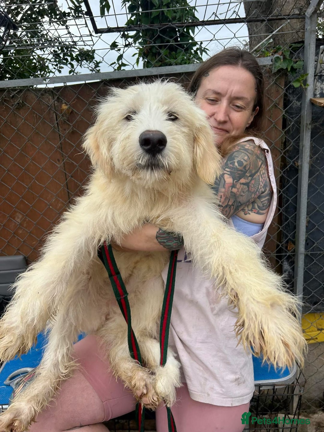 Mixed Breed dogs for adoption: Poppy - Norwich Norfolk  - Image 17