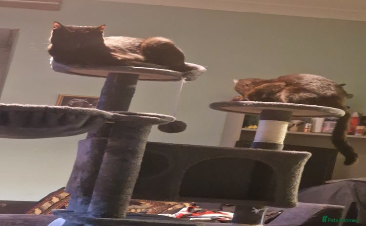 British Shorthair cats - Advert 8
